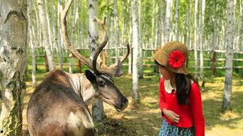 网红驯鹿吃瓜视频播放,动物界的“吃瓜群众”