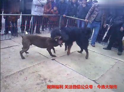 吃瓜人狗大战视频大全,趣味视频大盘点